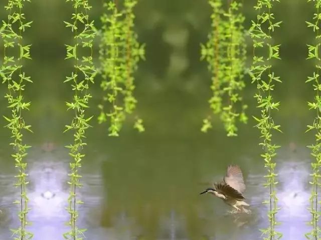 清明时节霜雪已经远去,天地间变得豁然开朗,人们的心情也跟着明快起来