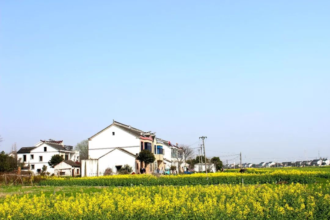 北太湖(望亭)旅游风景区"油菜花海"