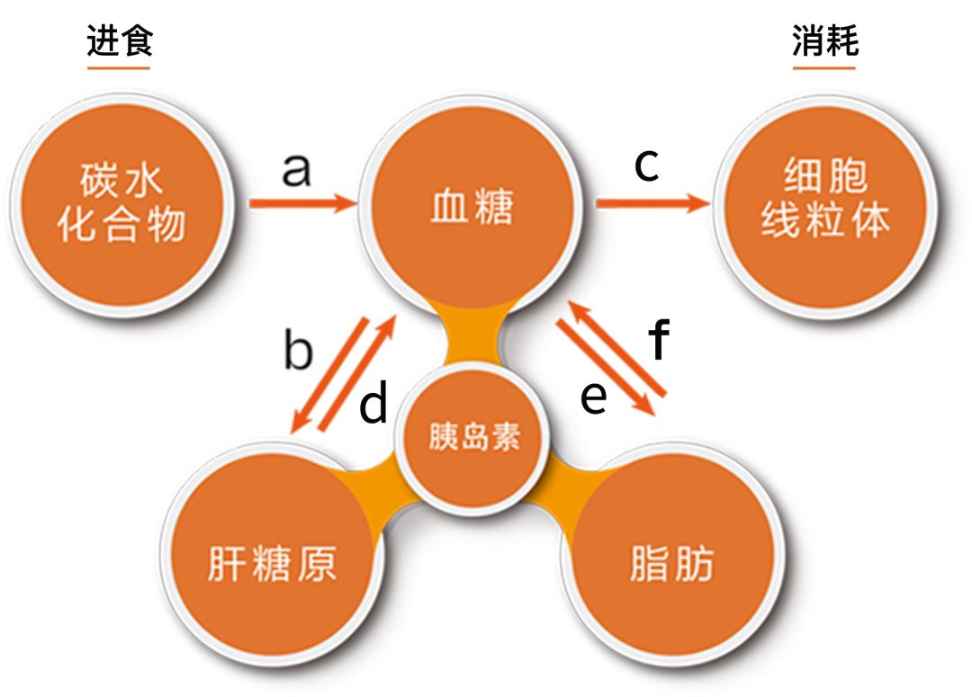 糖代谢流程图 这项高精尖技术已在 北京协和医院临床实验中得到