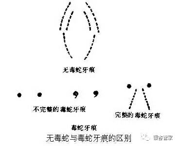 毒牙 毒蛇和无毒蛇最根本的区别在于是否有毒牙.