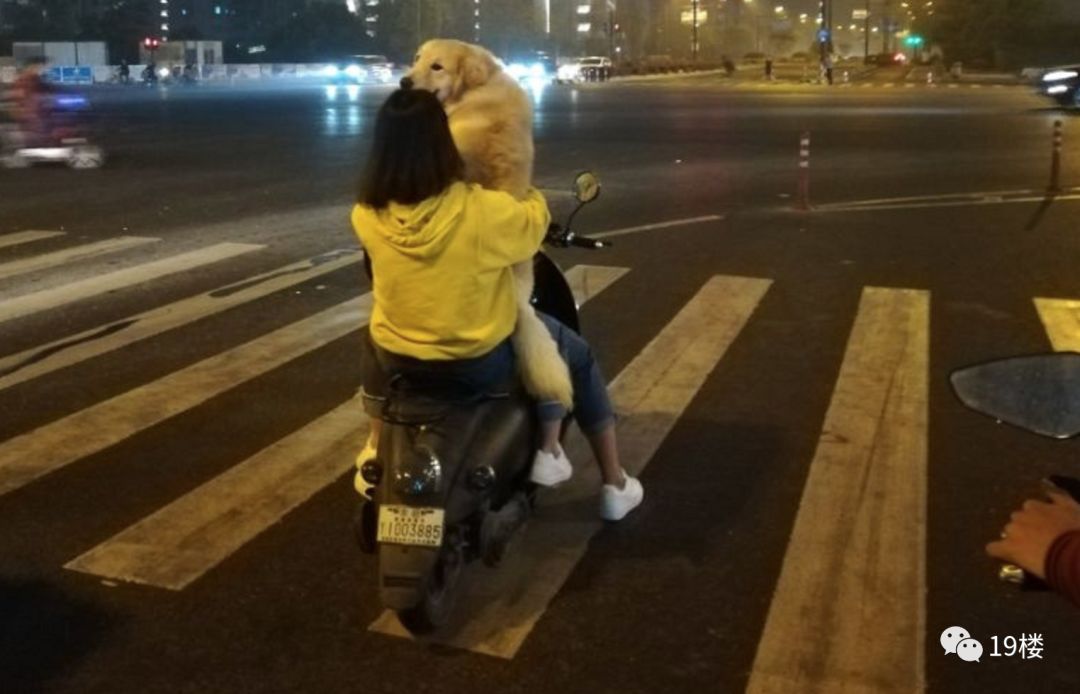 深夜,杭州路上一辆电动车的神操作,狗和路人都惊呆了!