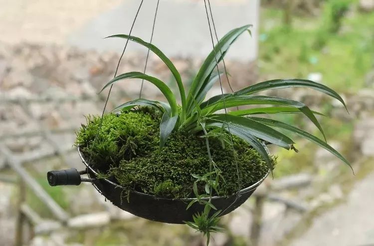 金边吊兰的造型奇特,细长花茎下坠带着星星点点炸开烟火似的由株芽