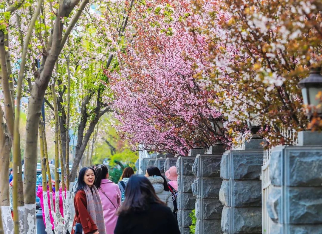 她用自己的方式诠释"春天"—— 不是升温 坐标:五大道景区 花语