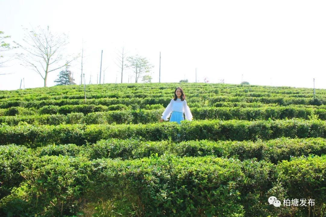 【柏塘山茶】清明,茶芽里的感恩之情