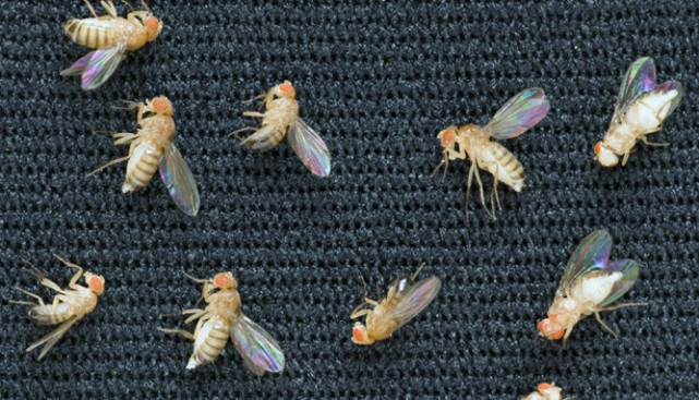 果蝇第一批飞上太空的动物为什么选择果蝇