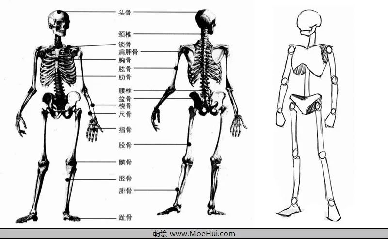 漫画入门之:骨骼和关节的结构 及 肌肉的结构和身体的绘制