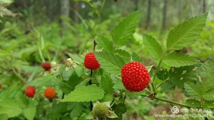 漫山遍野的氹蒲蒲点缀扎刺的青绿以粒状的灵巧惊艳春光明媚采摘