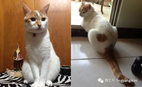 爱猫失踪46天 终于再次遇见它