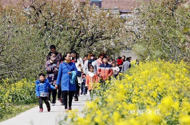 在泗阳县爱园镇百年梨园惊艳启幕2018首届爱园梨花节