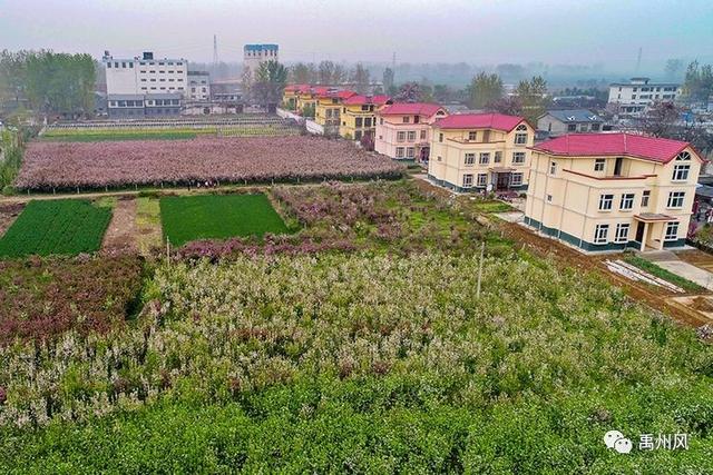 禹州市花石镇白北村人口_北村一辉