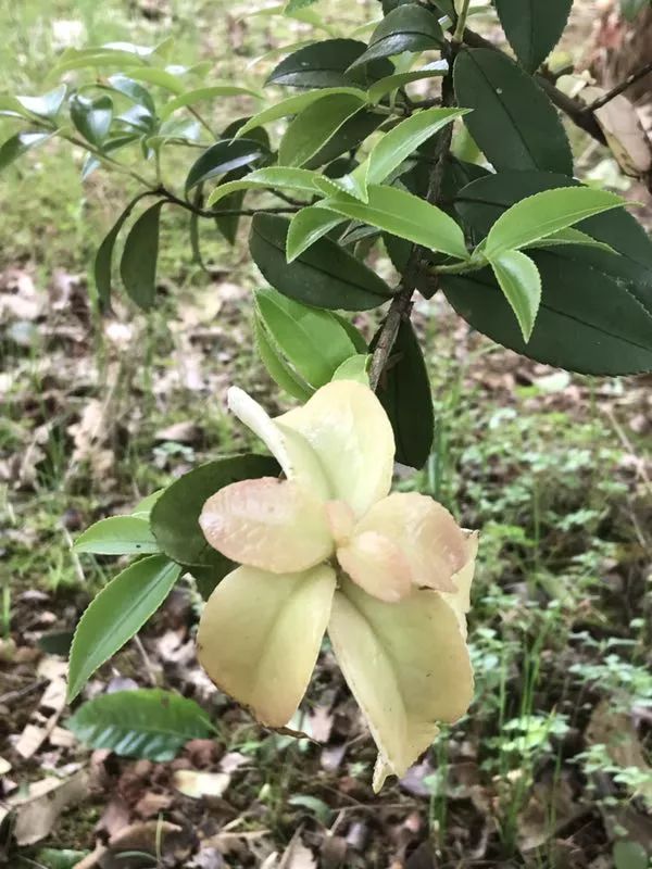 踏春去!田坪镇的茶泡,茶耳满呱哩.