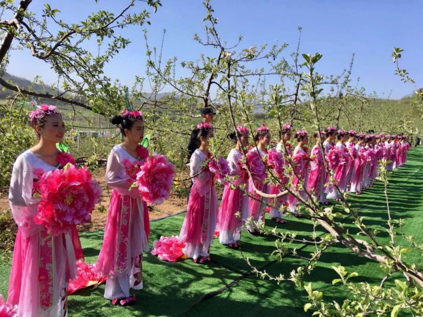 "花开金城·果乡之约"中国首届苹果花节于今天上午在灵宝寺河山上隆重