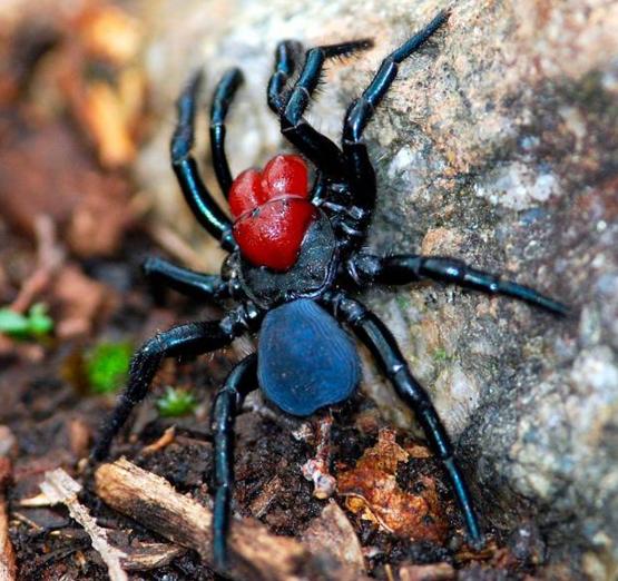 世界十大毒性最强蜘蛛看到千万要远离