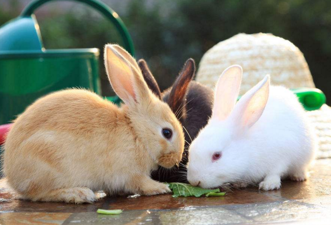 1.兔子从出生到销售成兔要多长时间?