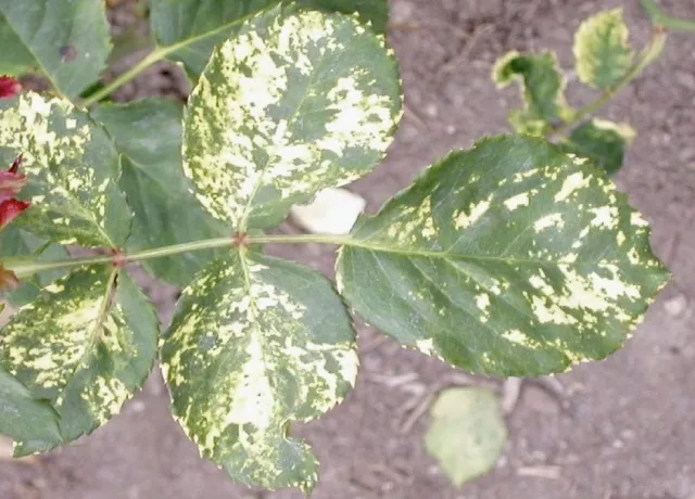 三生艺树〡月季常见病虫害及药剂防治