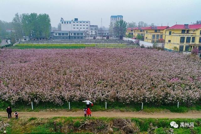 禹州市花石镇白北村人口_北村一辉(2)