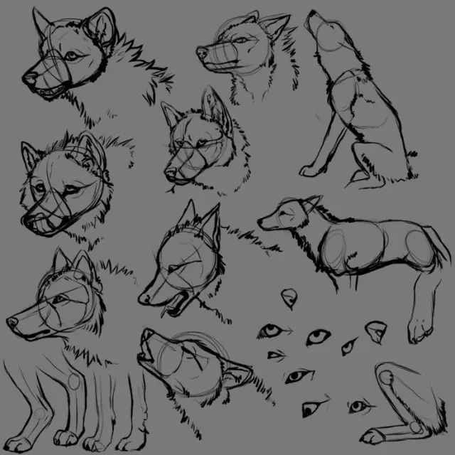 不会画狼的同学可得好好看一下了, 这里有几十张专门研究怎么画狼的