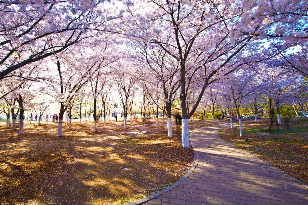 全景网 自从3月底青白江的樱花节开幕后,那朵朵樱花是竞相争艳.