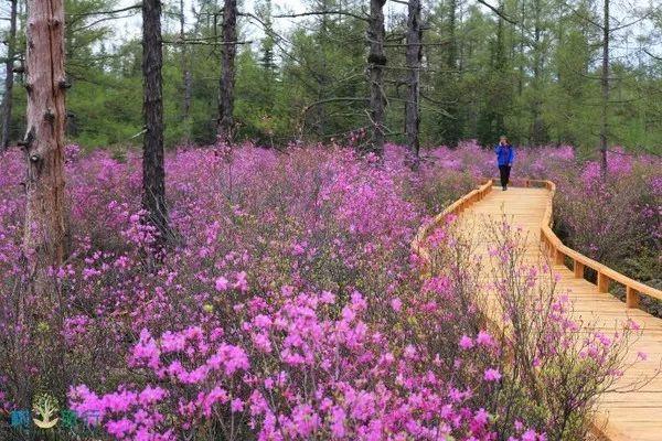 达人玩转黑龙江伊春兴安杜鹃花海赏花攻略