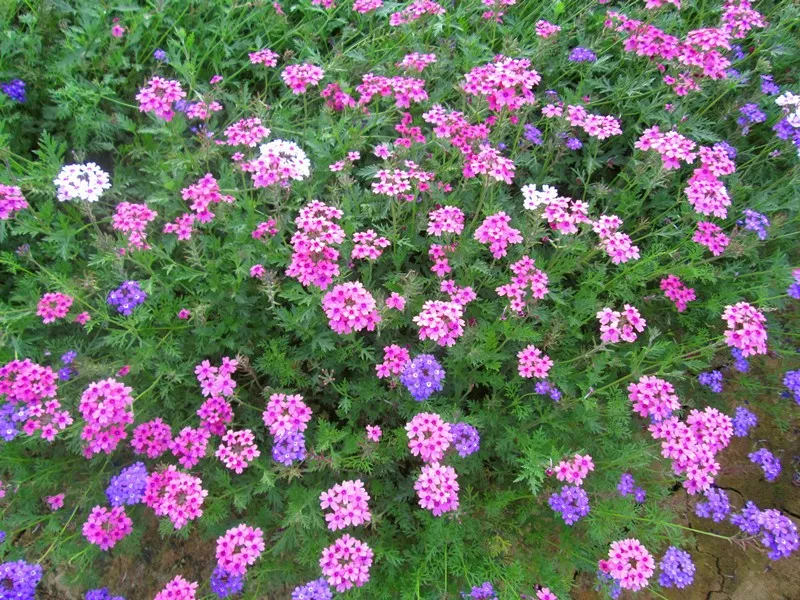 特点:美女樱播种栽植,犹如铺地彩虹,花色繁多,分枝茂密,适宜盆栽和