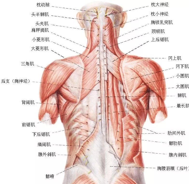 颈部有两条大动脉;肩颈就像人体的十字路口,是气血供应头部的主要