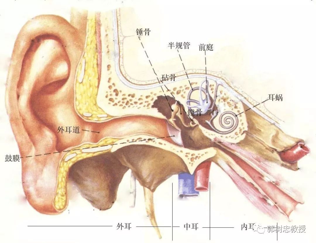 耳朵上的这种小洞 竟藏着人类起源的秘密？ - 科学探索 - cnBeta.COM