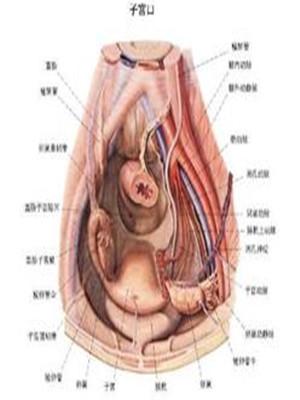 健康 正文  子宫息肉是什么那?