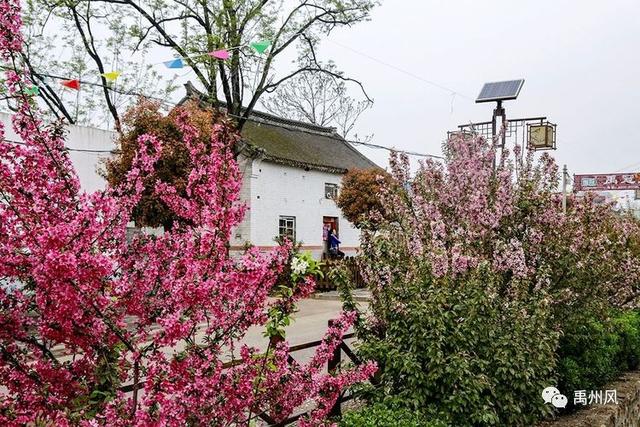 河南禹州:花石镇河东张庄村首届海棠赏花节圆满落幕