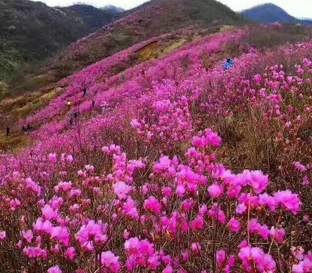 鞍山岫岩映山红旅游注意事项,岫岩映山红怎么去,一日游报名