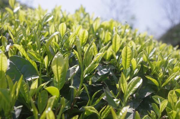 这株茶树王高6米,树冠直径最大处约11米,一年能产青叶约70斤(合干茶18
