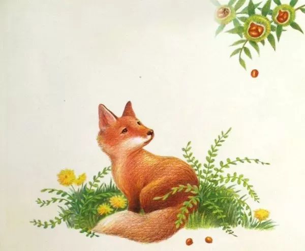 绘本《小狐狸全全》