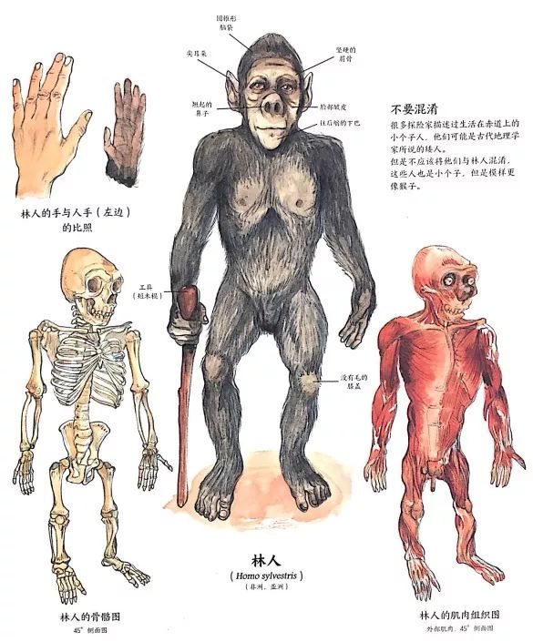 国际珍稀动物保护日图鉴解说那些传说中的神秘动物