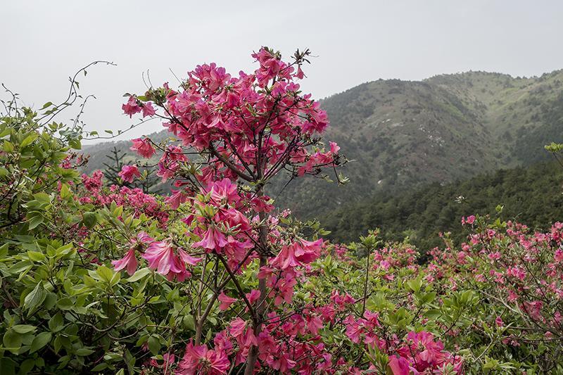 武汉市黄陂云雾山漫山杜鹃花万紫千红迎新春