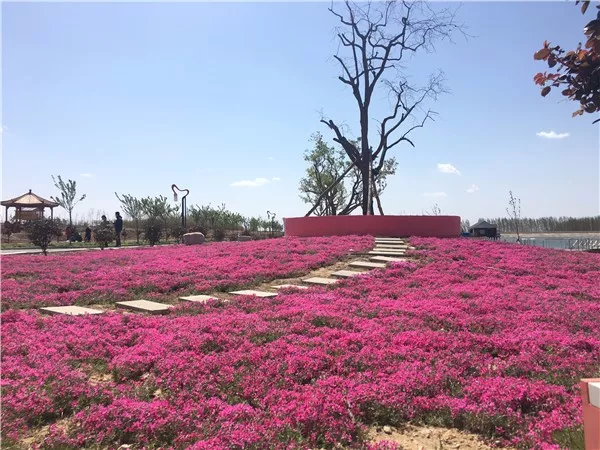 一片芝樱,一片心意 芝樱花开,静待君来 地址:曲阜市石门山镇韦庄村北