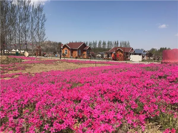 【赏花季】曲阜仙河花海生态乐园 |芝樱花开·静待君来