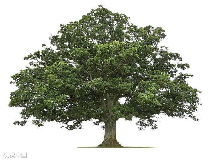 心理测试: 选择一颗树, 测试你在生活工作中会树立多少敌人?
