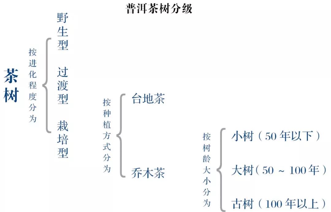 美食 正文  普洱茶是国家地理标志产品,是云南特有的茶叶种类.