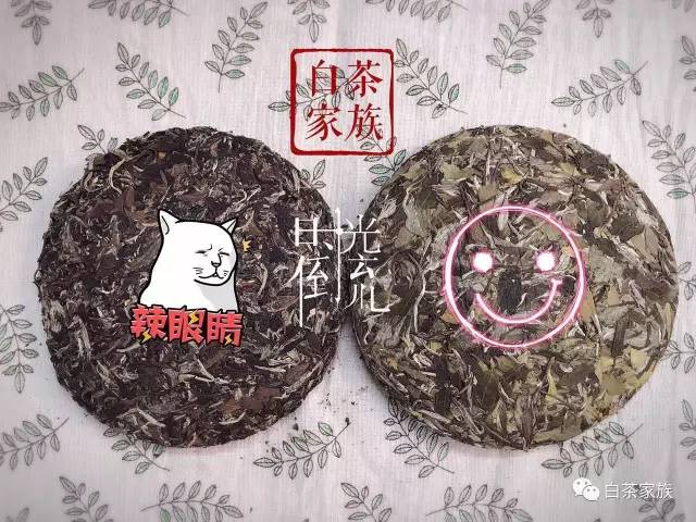 买老白茶被骗该如何区分做旧白茶