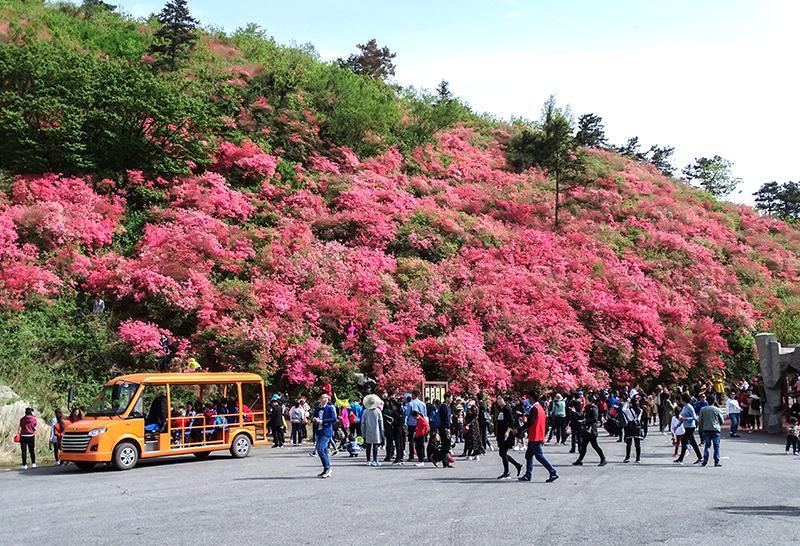 武汉市黄陂云雾山漫山杜鹃花万紫千红迎新春