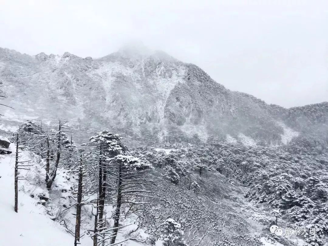 据网友介绍,在大理苍山,宾川鸡足山,洱源罗坪山,鹤庆马场等一些高海拔