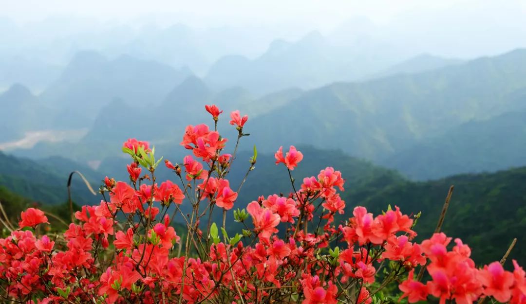 桂林这几处杜鹃花海正悄然上线…漫山遍野都是