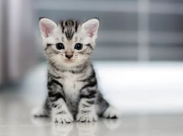 最受铲屎官欢迎的猫品种top10,果然是这个小可爱第一!