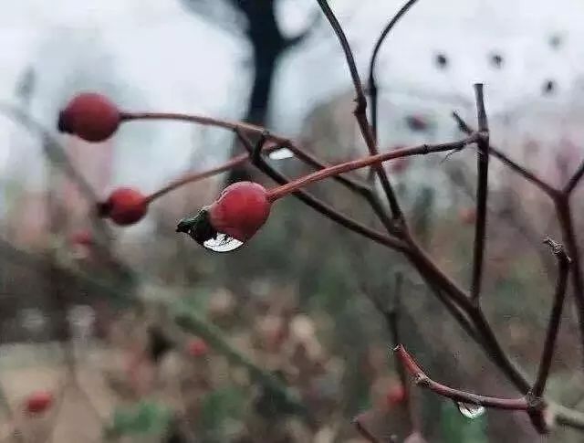 四月的陇东学院你去过吗?正是花开半春,美景撩人