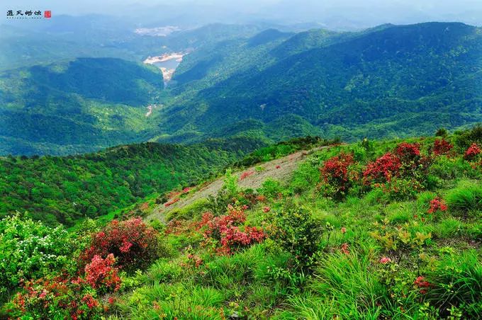 4月15日周日登广州第七峰从化通天蜡烛赏漫山杜鹃始盛开