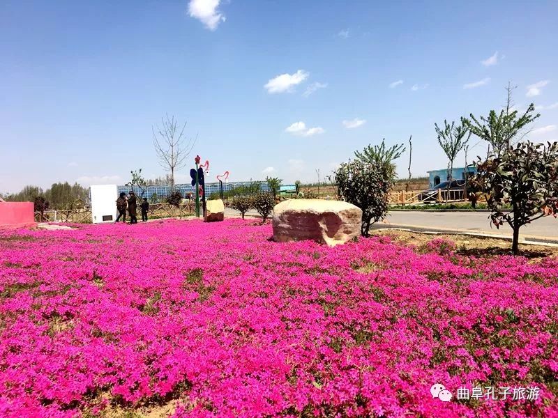 芝樱花开,静待君来!国际慢城仙河花海美出新高度