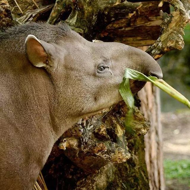 事实上tapir也一直为保护中南美洲巴西貘的基金