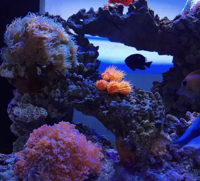 最好养的海水珊瑚八大金刚之一——尼罗河珊瑚