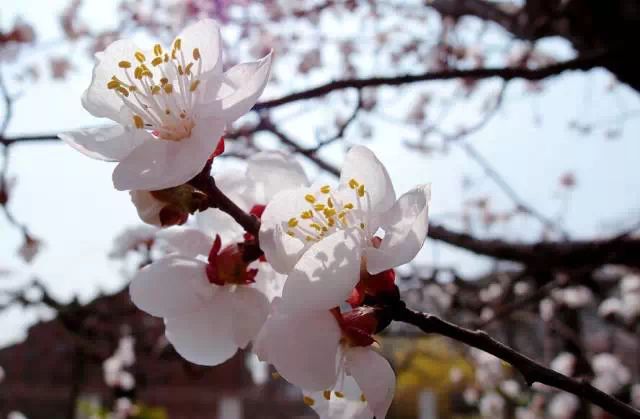 春天来了,你还傻傻分不清桃花,杏花,樱花,梨花,李花,海棠花?