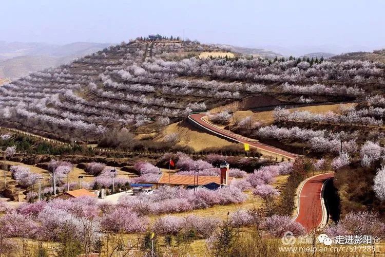 时间:2018年4月山花节期间地点:彭阳花海编揖:张俊仓返回搜狐,查看