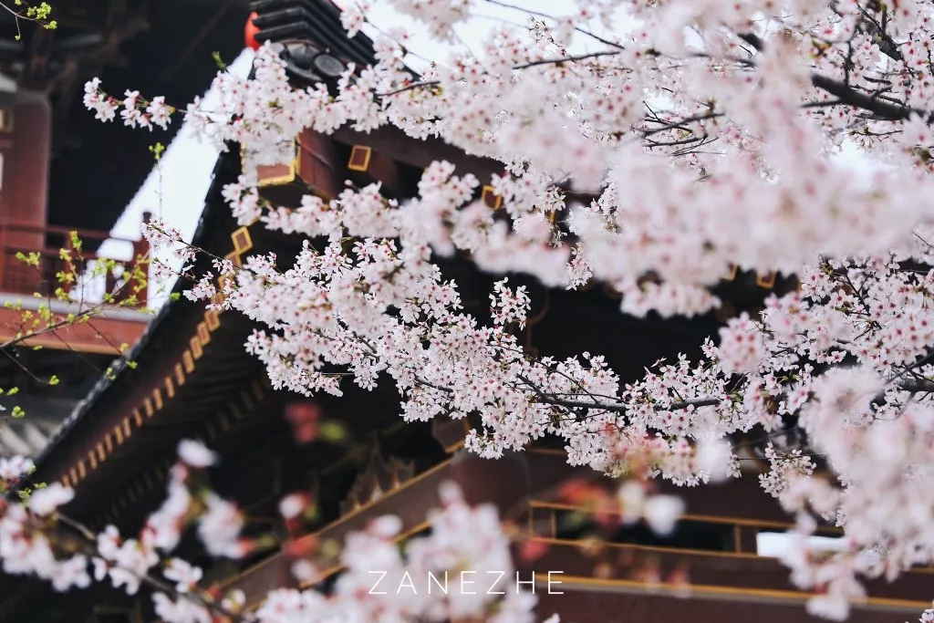 别眨眼西安绝美春光大片上线一日看尽长安花